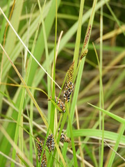 Carex sinclairii