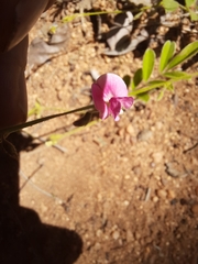 Tephrosia polystachya