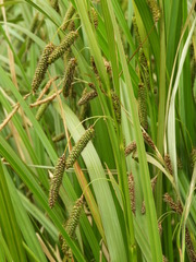Carex coriacea