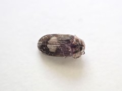 Leanobium flavomaculatum