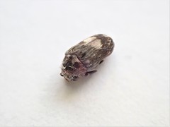 Leanobium flavomaculatum