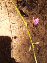 Tephrosia polystachya