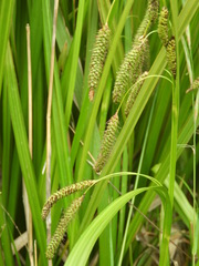Carex coriacea