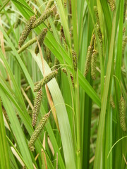 Carex coriacea