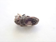 Leanobium flavomaculatum