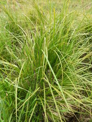 Carex coriacea