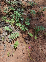 Tephrosia polystachya