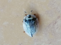 Aspidimorpha angolensis