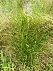 Carex sinclairii