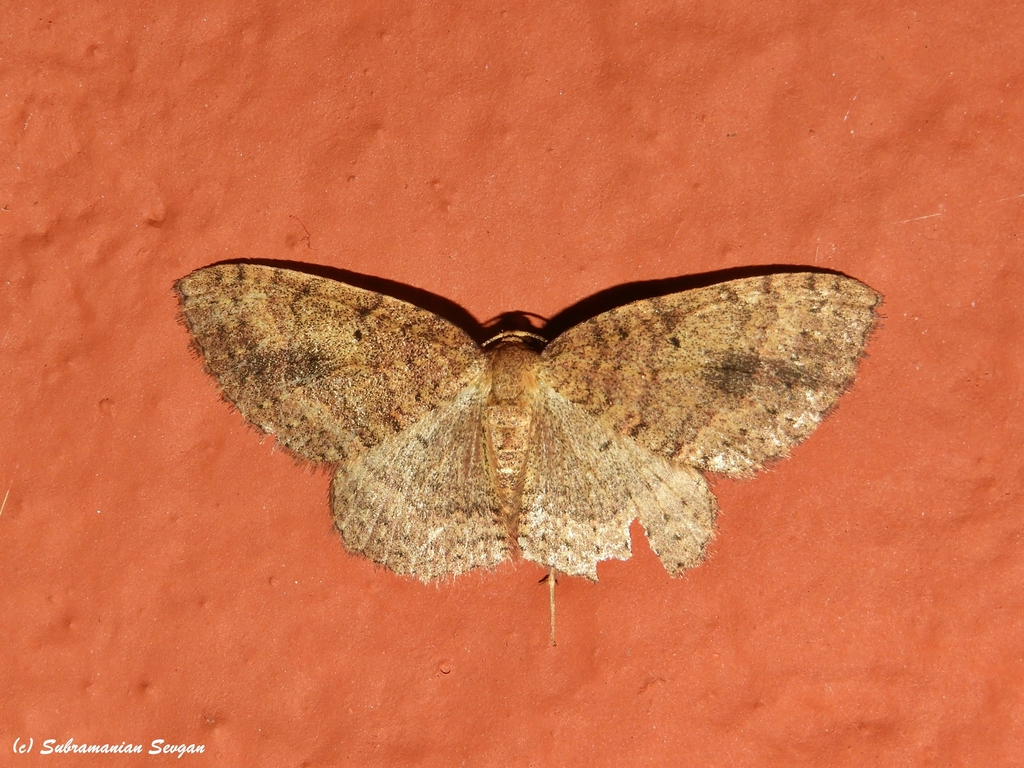 Asthenotricha polydora