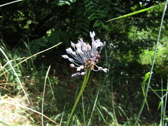 Allium caeruleum