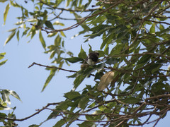 Trochilidae