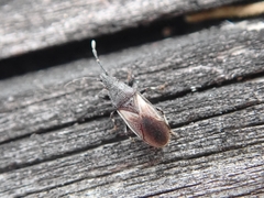Oxycarenidae