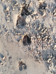 Sylvicapra grimmia