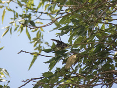 Trochilidae
