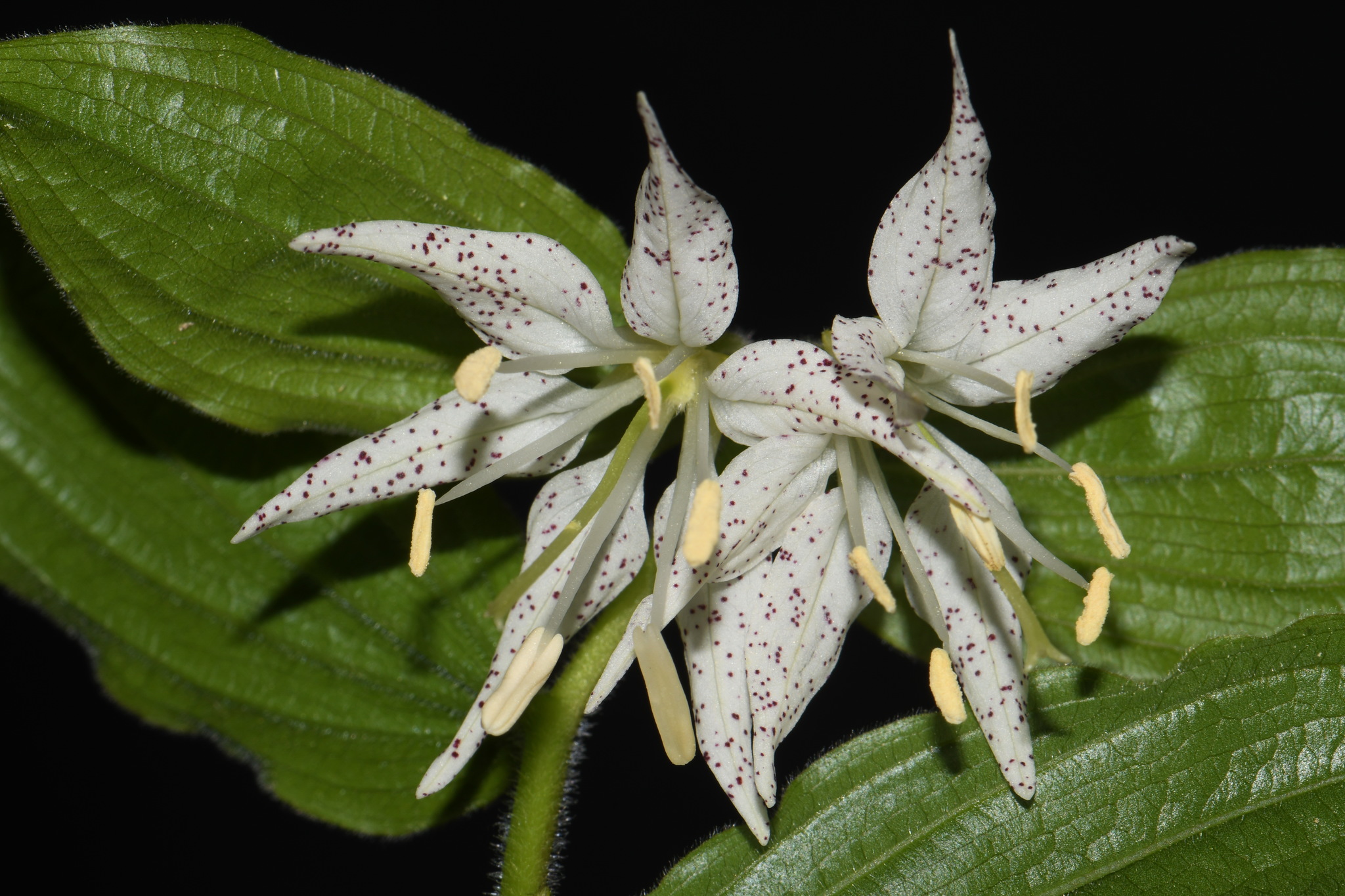 Prosartes maculata