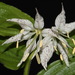 Prosartes maculata - Photo (c) Brian Finzel,  זכויות יוצרים חלקיות (CC BY-NC), uploaded by Brian Finzel