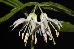Prosartes maculata