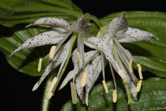 Prosartes maculata