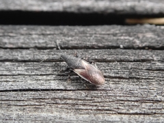 Oxycarenidae