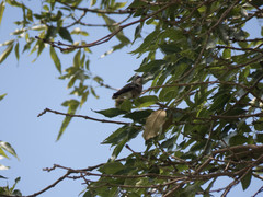 Trochilidae