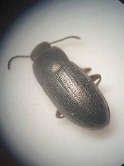 Blapstinus discolor