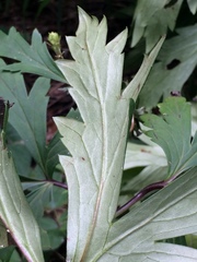 Aconitum carmichaeli