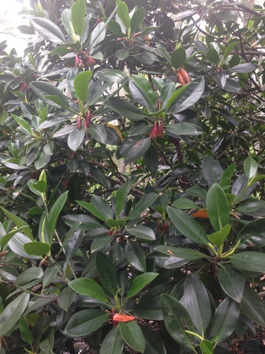 Bruguiera gymnorhiza, photograph 2