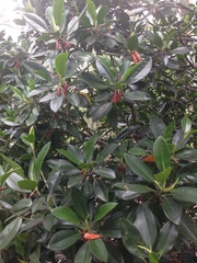 Bruguiera gymnorhiza, photograph James Hardcastle, CC BY, iNaturalist via GBIF