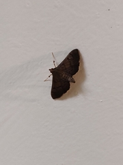 Rhectocraspeda periusalis