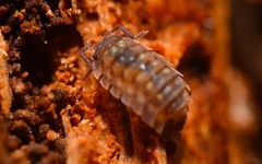 Oniscus asellus