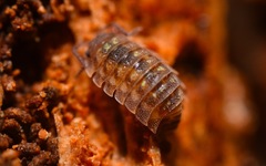 Oniscus asellus