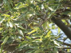 Setophaga petechia
