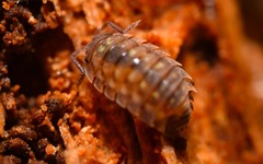 Oniscus asellus
