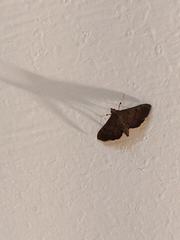Rhectocraspeda periusalis