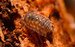 Oniscus asellus