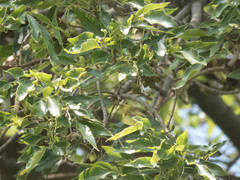 Setophaga petechia