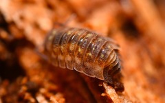 Oniscus asellus
