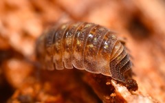 Oniscus asellus