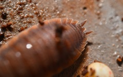 Porcellio scaber