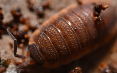 Porcellio scaber