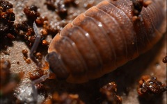 Porcellio scaber