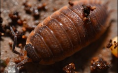 Porcellio scaber