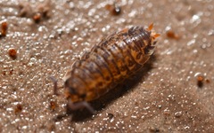 Oniscidea