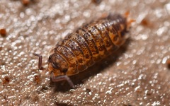 Oniscidea