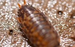 Oniscidea
