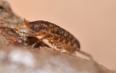 Oniscidea