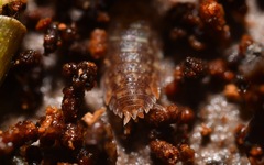 Oniscidea