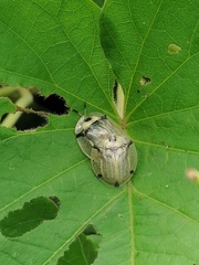 Aspidimorpha angolensis