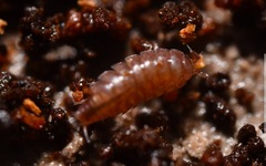 Trichoniscus pusillus